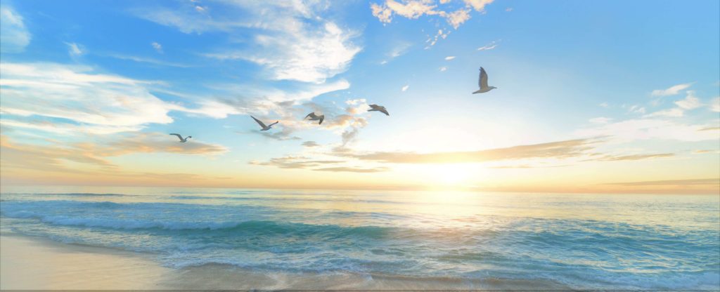 oiseaux qui vole en bords de mer avec coucher de soleil